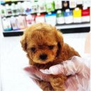 플랜멍 강아지분양 대구본점 | 플랜멍 강아지분양 대구본점에서 강아지를 맞이한 첫 경험:)