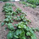 용화 농장 이미지