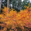 조내기고구마 역사공원 이미지