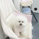 쁘리에숑 이미지