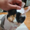 오블리 동물병원 이미지