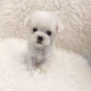 이소퍼피-별내점 이미지