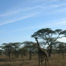 세렝게티 이미지