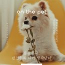 몽글몽글 펫 이미지