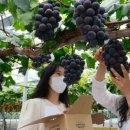 과일나라테마공원3 이미지