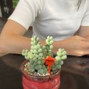 승희네 다육이 이미지