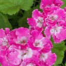 경화시장 이미지