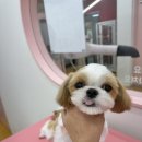 멍살롱 이미지