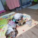 몽몽이# 이미지