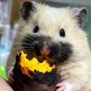 홀리몰리 이미지