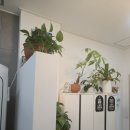 휴안마토피아 이미지