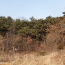 예산-52 이미지