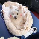 펫가드 펫택시 | 강아지 유모차 방석 마이플러피 캄포 애견 카시트 3번째 구매