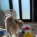 수지애견 이미지