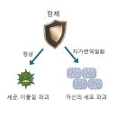 전신 홍반성 낭창(루푸스) 낭창[狼瘡] 이미지