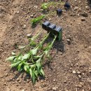 와부농업협동조합경제사업소 이미지