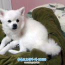 사이집 이미지
