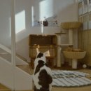 츄냥이 하우스 이미지