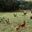 한진목장 이미지