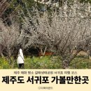 중앙 재활용 도움센터 | 제주도 서귀포 가볼만한곳 걸매생태공원 매화 명소 서귀포 여행 코스