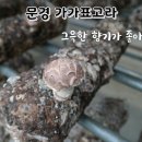 가가표고라 네이버블로그