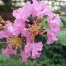 [명상음악/내 마음의 기도]- 배롱나무[crape myrtle]꽃과 백일홍 꽃의 이야기 이미지