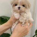 포포퍼피 이미지