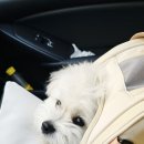 머뭄 애견유치원 이미지