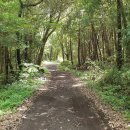 제주 올레길 19코스 이미지