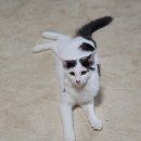 내방안 고양이 이미지