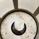 밥맛나는세상(밥상) 예천점 | 날파리 퇴치 한번 해두면 평생 가는 해결법