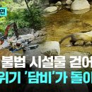 70년 불법 시설물 걷어내니 멸종위기 ‘담비’가 돌아왔다 이미지