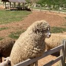 상하평화목장 이미지