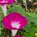 연화농원 이미지