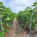 미암농장 이미지