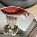 거울보는 강아지 이미지