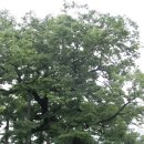 의령 탐진안씨 종택 | [자굴산자연휴양림(의령)] 카라반 덕분에 차박을 하며 편히 지냈지