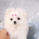 개냥이네 노원본점 이미지