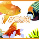 금붕어 - 제주시 한림로 685 | 금붕어