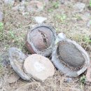 서리상반고려백자요지 이미지