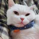 바비돌/픽시윙스캐터리 | 2019.11.30 CFOK-CFA CATSHOW