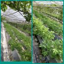 성림농장 이미지