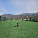 애견동반 최적화 경기도 포천 더히로 글램핑⛺