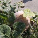 원산농장 이미지