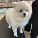 수호 동물병원 이미지