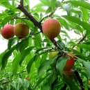 지인농장2 이미지