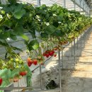 농장마을 | 별마을딸기체험농장 | 서울근교 이색데이트 | 남양주 딸기체험 후기