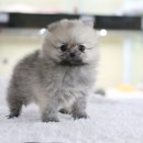 말랑말랑 이미지