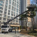 시청 소나무 | 청주스카이차 태광스카이에서 용암동 대원칸타빌 소나무 전지 작업 후기