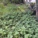 민수 농장 이미지